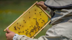 Agricultorii și apicultorii din Moldova pot utiliza un sistem actualizat pentru a preveni intoxicările albinelor
