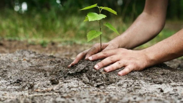 Ministerul Mediului a prezentat rezultatele campaniei de împăduriri din această primăvară: lucrări de plantare și reabilitare pe o suprafață de 3300 ha