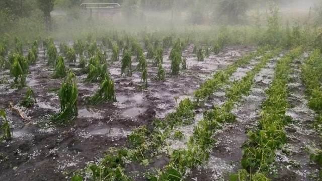 Sute de hectare de culturi agricole au suferit prejudicii în urma precipitațiilor puternice din ultimele zile