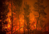 MAE atenționează despre riscurile de incendii de vegetație din Turcia și Republica Elenă
