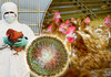 Oamenii de știință se tem că o pandemie de gripă aviară s-ar putea instala pe nesimțite