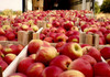 Republica Moldova a exportat 133 de mii de tone de mere din recolta sezonului 2023-2024