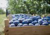 Cerință obligatorie pentru producători și exportatori: Calitatea fructelor va fi evaluată