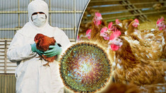 Oamenii de știință se tem că o pandemie de gripă aviară s-ar putea instala pe nesimțite