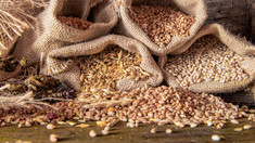 Importul cerealelor va fi licențiat provizoriu