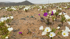Deșertul Atacama din Chile, unul dintre cele mai aride de pe planetă, a fost acoperit de flori