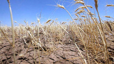Seceta a afectat peste 50% din culturile de grâu și orz. Membru al Asociației Forța Fermierilor: „Să fie alocate compensații pentru ca agricultori afectați să nu moară, la figurat”