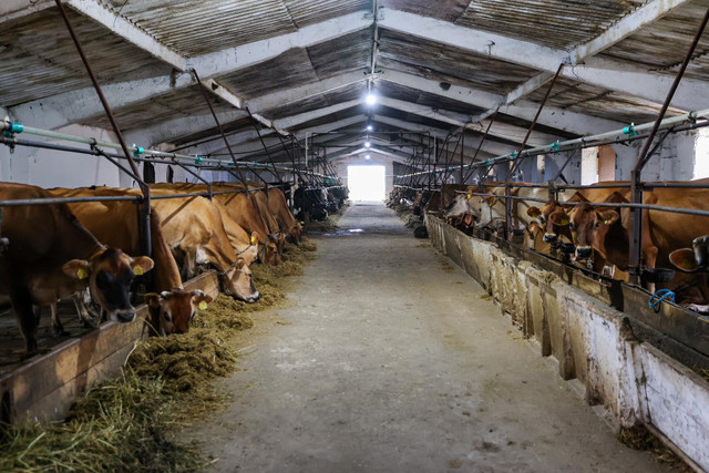 FOTO | Dorin Recean, în vizită la ferma de bovine din Mihăilești, Ocnița: Agricultura este un pilon esențial al economiei noastre, iar fermierii merită tot sprijinul pentru a continua să prospere și să inoveze