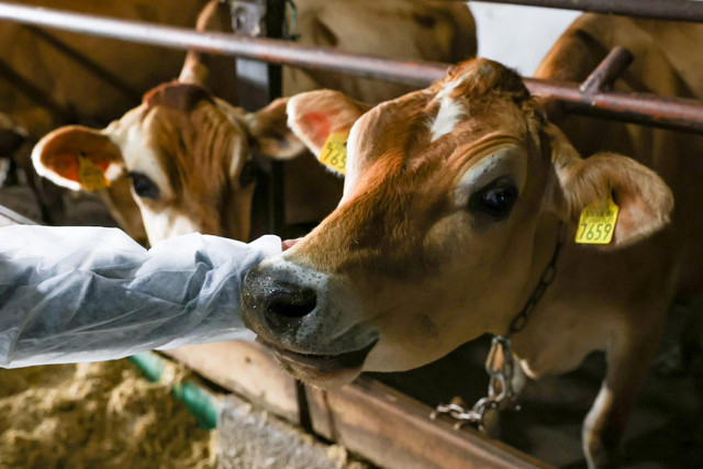 FOTO | Dorin Recean, în vizită la ferma de bovine din Mihăilești, Ocnița: Agricultura este un pilon esențial al economiei noastre, iar fermierii merită tot sprijinul pentru a continua să prospere și să inoveze