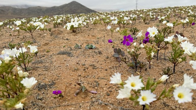 Deșertul Atacama din Chile, unul dintre cele mai aride de pe planetă, a fost acoperit de flori