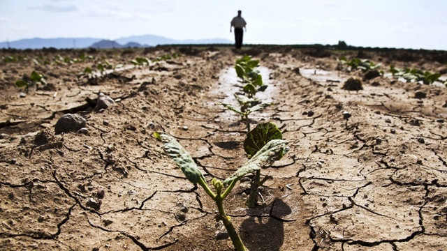 Fermierii cer declararea stării de urgență în agricultură. Viorel Chivriga: „Situația este dezastruoasă. Trebuie rezolvate problemele care țin de asigurări, irigații și institutele de cercetare”