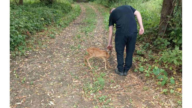 FOTO | Inspectorii de mediu au eliberat două căprioare ținute ilegal în captivitate în raionul Nisporeni