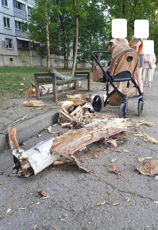 FOTO | Au loc măsuri de curățare a arborilor din Chișinău, după ce o creangă a căzut lângă o femeie cu copil
