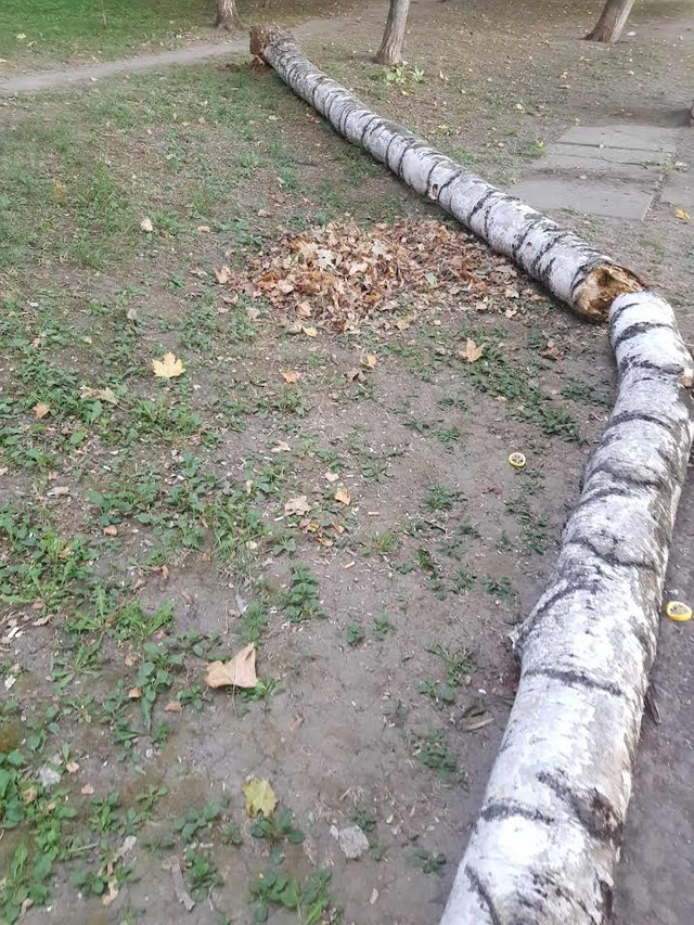 FOTO | Au loc măsuri de curățare a arborilor din Chișinău, după ce o creangă a căzut lângă o femeie cu copil
