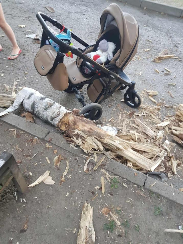 FOTO | Au loc măsuri de curățare a arborilor din Chișinău, după ce o creangă a căzut lângă o femeie cu copil
