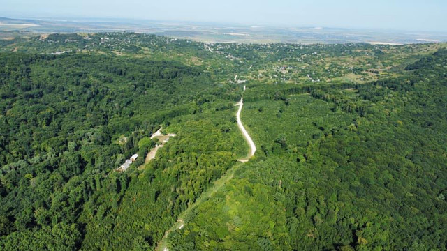 Primăria satului Rădenii Vechi, din raionul Ungheni, în proces de înregistrare a peste 180 de hectare de pădure în fondul forestier