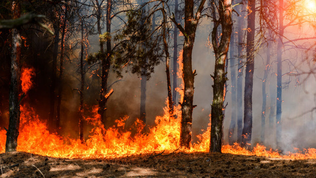 Cipru și Bulgaria, statele din Europa cu cele mai mari probleme din cauza incendiilor forestiere în acest an. Care sunt principalele cauze