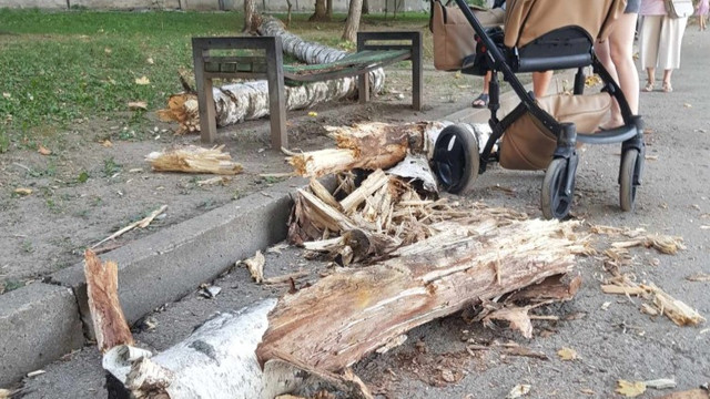 FOTO | Au loc măsuri de curățare a arborilor din Chișinău, după ce o creangă a căzut lângă o femeie cu copil
