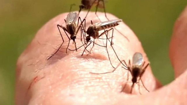 Bărbatul infectat cu virusul West Nile a fost tratat și externat