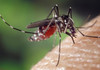 ANSP: Un caz de infecție cu virusul Dengue, înregistrat la o femeie din Chișinău 