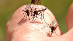 ANSP: Două cazuri de infecție cu virusul West Nile au fost înregistrate în Republica Moldova
