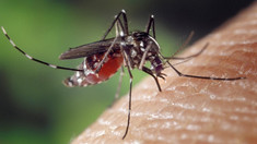 ANSP: Un caz de infecție cu virusul Dengue, înregistrat la o femeie din Chișinău 