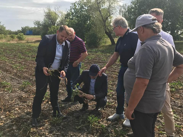 Circa 60 la suta din suprafețele cu sfeclă de zahăr au fost compromise. Ministrul Agriculturii: Aceasta ramură ar putea beneficia de subvenții per hectar