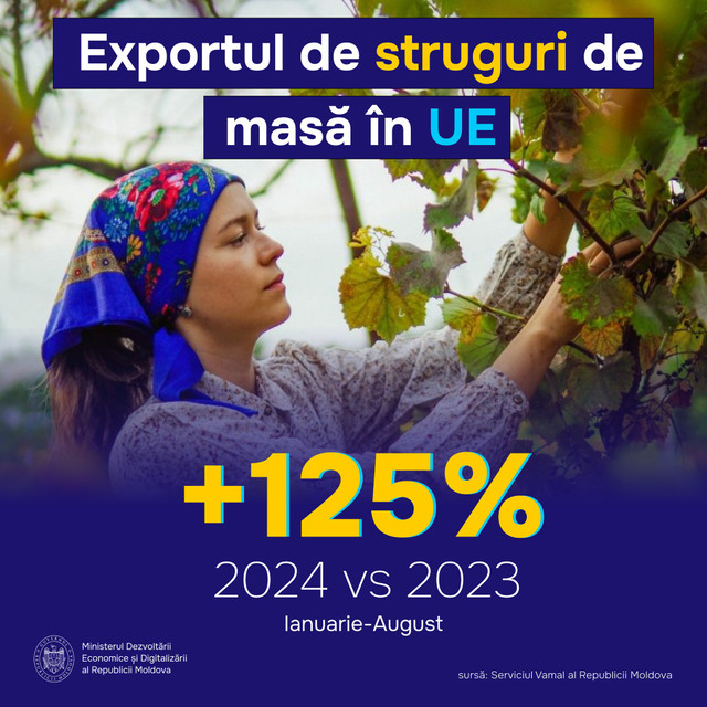 Exportul de struguri de masă din Republica Moldova în UE a crescut cu 125% în primele opt luni ale anului 2024