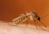 Un nou caz de infecție cu virusul West Nile, înregistrat în Republica Moldova