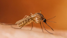 Un nou caz de infecție cu virusul West Nile, înregistrat în Republica Moldova