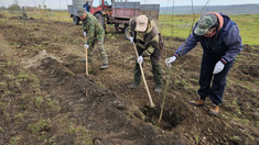 Un milion și jumătate de puieți de stejar, frasin, salcâm, paltin și plop au fost plantați în cadrul campaniei naționale de împădurire