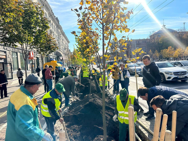 FOTO | Pe bulevardul principal al Chișinăului au fost plantați mai mulți tei
