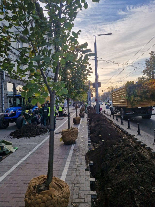 FOTO | Pe bulevardul principal al Chișinăului au fost plantați mai mulți tei
