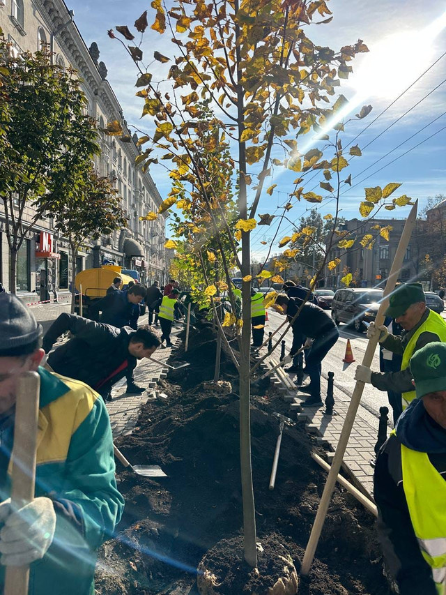 FOTO | Pe bulevardul principal al Chișinăului au fost plantați mai mulți tei
