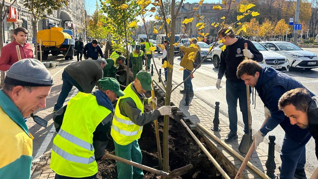 FOTO | Pe bulevardul principal al Chișinăului au fost plantați mai mulți tei
