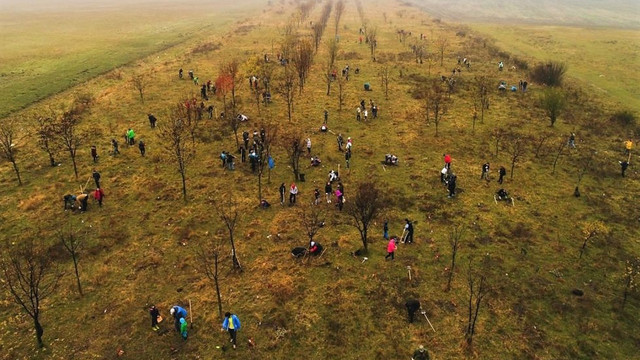 Circa 26 de mln de puieți vor fi plantați în cadrul Campaniei naționale de împădurire din această toamnă