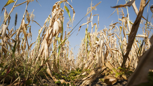 Votat de Parlament în prima lectură: Moratoriu la plata datoriilor restante ale agricultorilor afectați de secetă