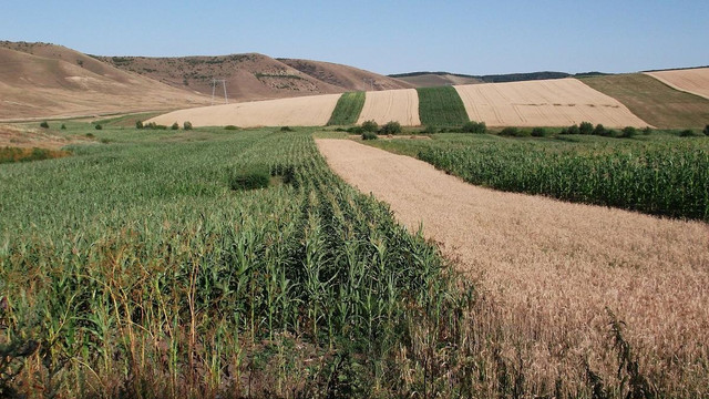 Aprobat de Guvern. Procedurile pentru vânzarea-cumpărarea terenurilor agricole mici vor fi simpificate 