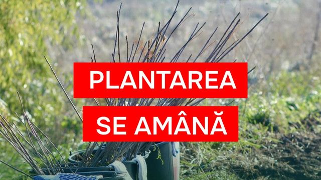 Plantarea națională a fost amânată din cauza frigului. Când va avea loc acțiunea de împădurire