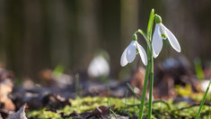 METEO | Vremea continuă să se încălzească. Ce temperaturi vom avea astăzi, 5 martie