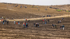 Peste 2000 de oameni au dat start campaniei „Generația pădurii”. Au fost plantați peste 130 de mii de puieți în satul Geamăna, Anenii Noi (FOTO)