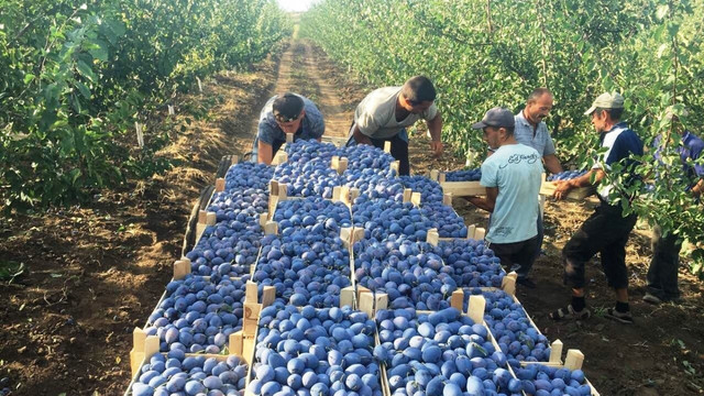 De ce în 2024 a scăzut cu 14% producția de fructe