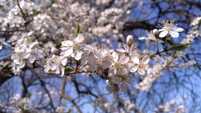 Vremea se încălzește la final de săptămână. Meteorologii anunță timp însorit și cer senin Vremea se încălzește la final de săptămână. Meteorologii anunță timp însorit și cer senin
