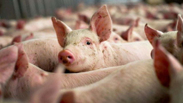 Pierderi de 440 de milioane de lei la ferma din Roșcani, din cauza pestei porcine Pierderi de 440 de milioane de lei la ferma din Roșcani, din cauza pestei porcine