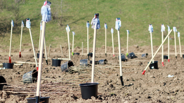Campania „Donează pentru un viitor mai verde”: Zece mii de plopi au fost plantați în satul Pîrîta, din donațiile cetățenilor  Campania „Donează pentru un viitor mai verde”: Zece mii de plopi au fost plantați în satul Pîrîta, din donațiile cetățenilor