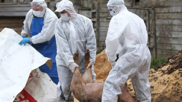 Ministerul Mediului, precizări cu privire la situația excepțională din Roșcani: „Înhumarea se desfășoară cu respectarea strictă a normelor sanitar-veterinare naționale și internaționale”