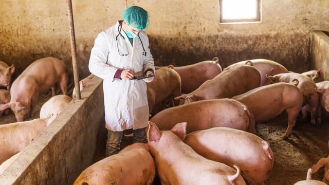 Focarul de pestă porcină din Roșcani, eradicat în proporție de 75%, iar cel de la Cimișeni – în proporție de 20%. Daniel Vodă: „Nu există risc de criză alimentară”
Focarul de pestă porcină din Roșcani, eradicat în proporție de 75%, iar cel de la Cimișeni – în proporție de 20%. Daniel Vodă: „Nu există risc de criză alimentară”