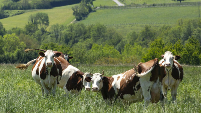 Crescătorii de bovine din Republica Moldova vor putea folosi un ghid privind alinierea fermelor la cerințele Uniunii Europene Crescătorii de bovine din Republica Moldova vor putea folosi un ghid privind alinierea fermelor la cerințele Uniunii Europene