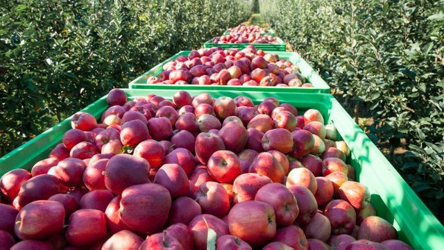 Exporturile de mere din Republica Moldova au crescut cu 43% în luna martie
 Exporturile de mere din Republica Moldova au crescut cu 43% în luna martie