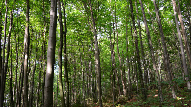 În 80 de ani, suprafața împădurită în R. Moldova a crescut cu circa 160 de mii de hectare